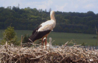 Obraz podglądu z kamery internetowej Storks Jedovnice